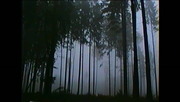Sandra Pasłaska - "Drzewo"